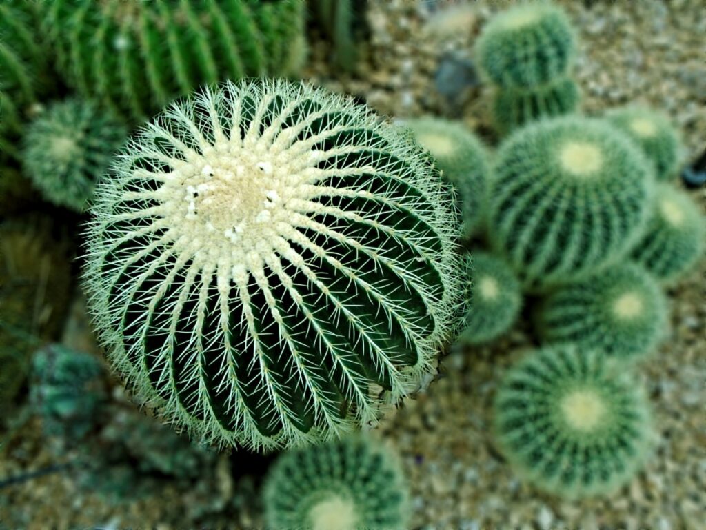 cacti, desert, green