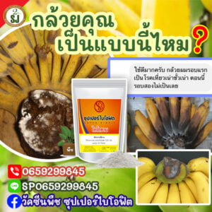 ขั้วกล้วย