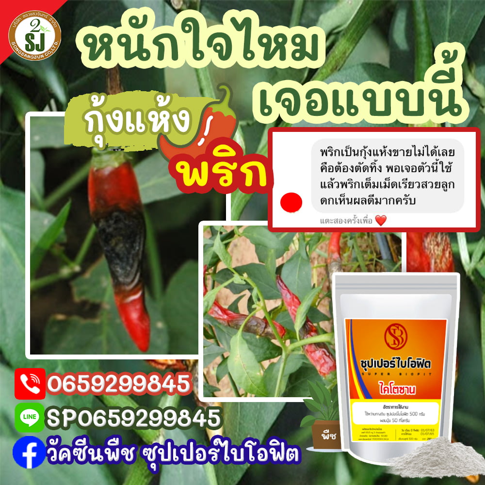 วิธีรับมือโรคพริกกุ้งแห้ง