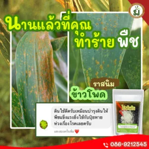 ราสนิมข้าวโพด