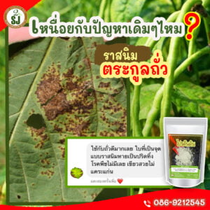ราสนิมถั่ว