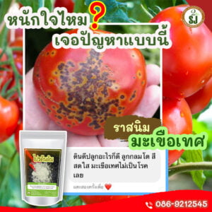 ราสนิมมะเขือเทศ