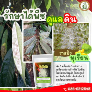 ราแป้งทุเรียน