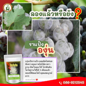 ราแป้งองุ่น