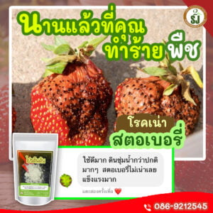 สตอเบอรี่เน่า