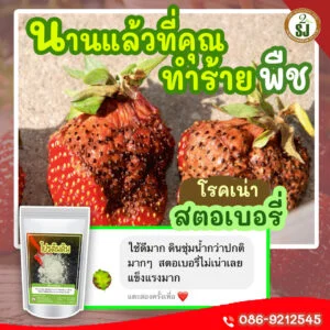 สตอเบอรี่เน่า