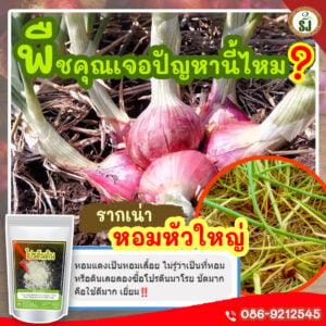 หอมแดงเลื้อย