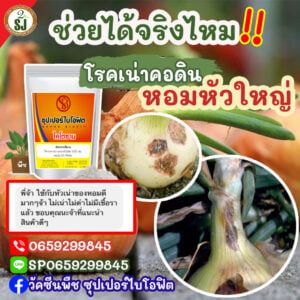 เน่าคอดินหอม