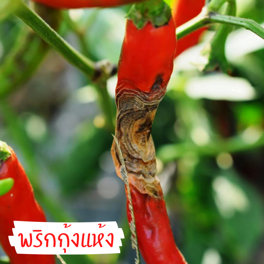 โรคพริก