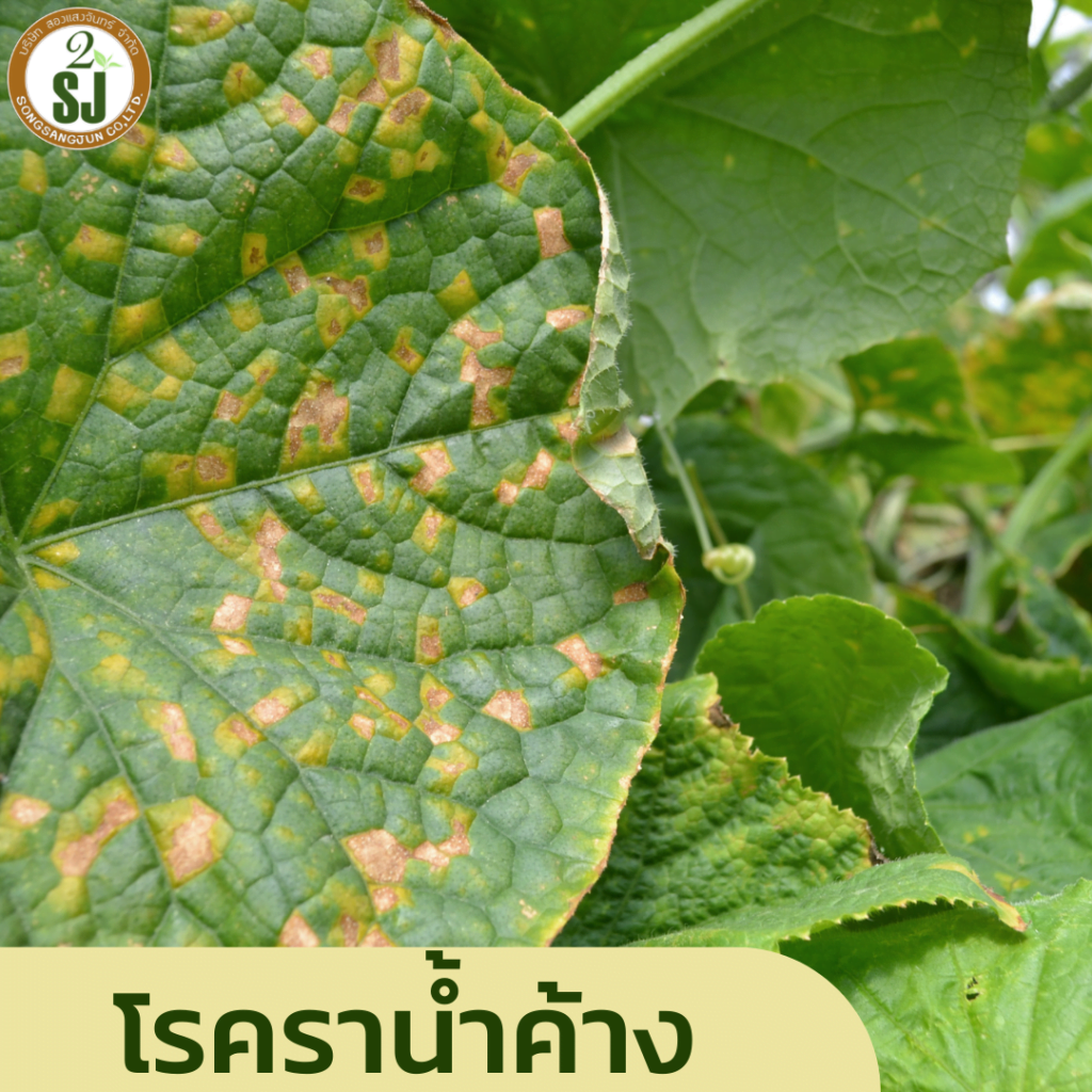 โรคพืชหน้าฝน