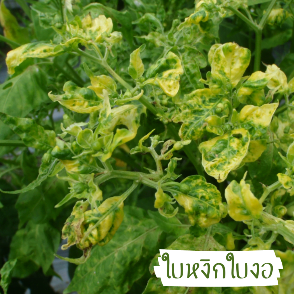 โรคพริก