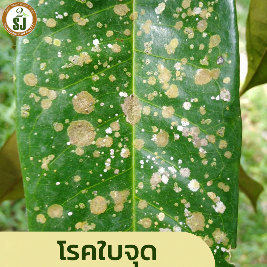 โรคพืชหน้าฝน