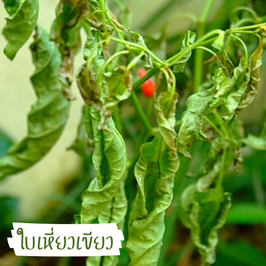 โรคเหี่ยวเขียว