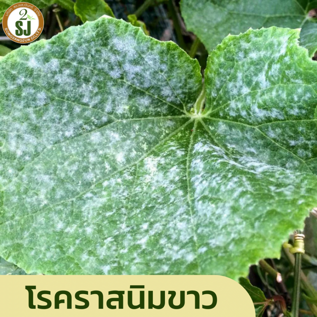 โรคพืชหน้าฝน