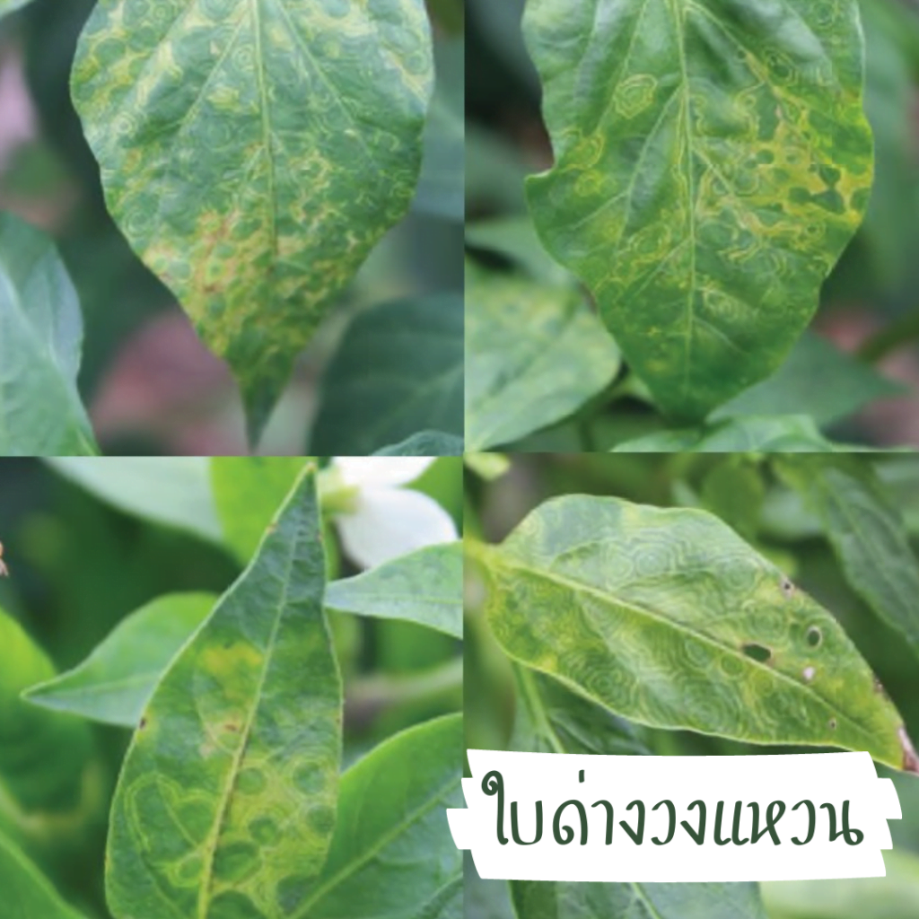 โรคพริก