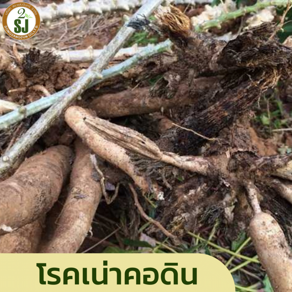 โรคพืชหน้าฝน