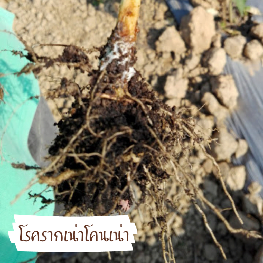 โรครากเน่าโคนเน่าพริก