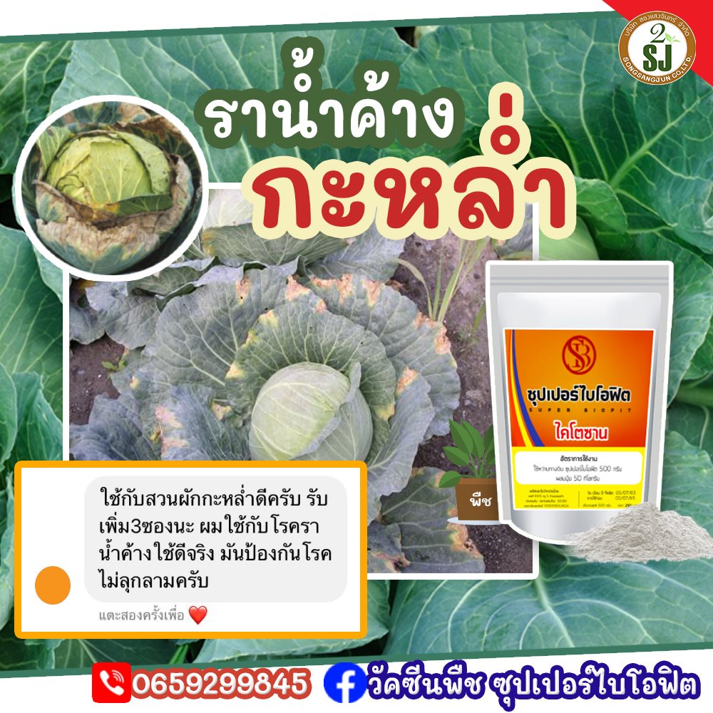 โรคพืชหน้าฝน