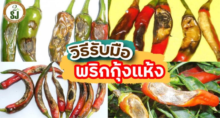 วิธีรับมือโรคพริกกุ้งแห้ง