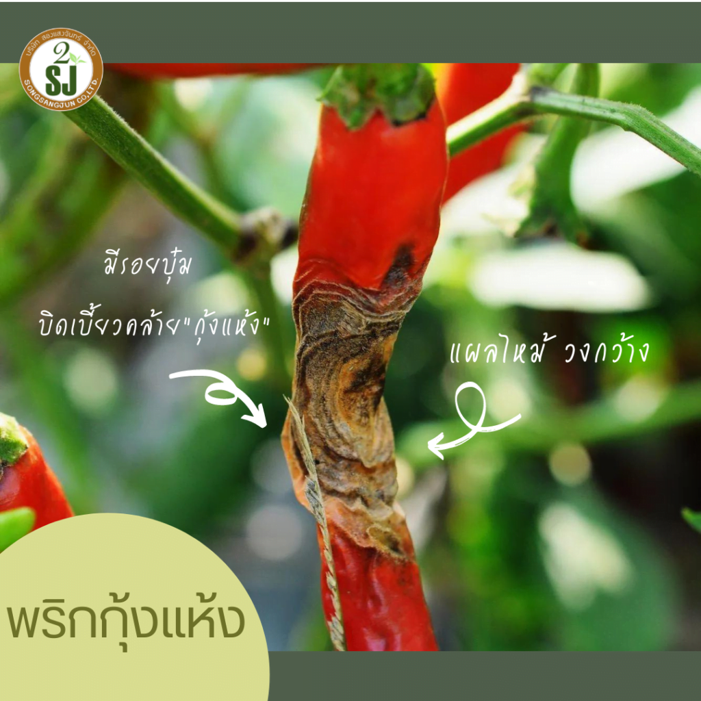 วิธีรับมือโรคพริกกุ้งแห้ง