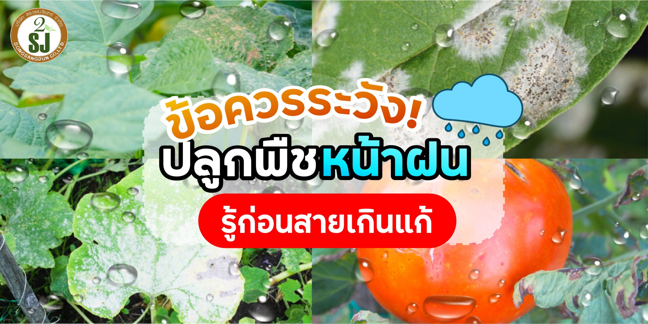 ข้อควรระวังปลูกพืชหน้าฝน