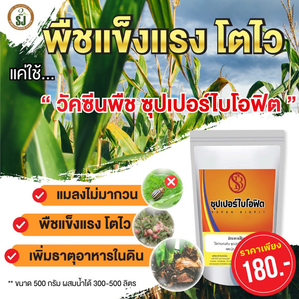 ไรขาวศัตรูพริกวิธีสังเกตุและป้องกันกำจัดได้ไม่ยาก