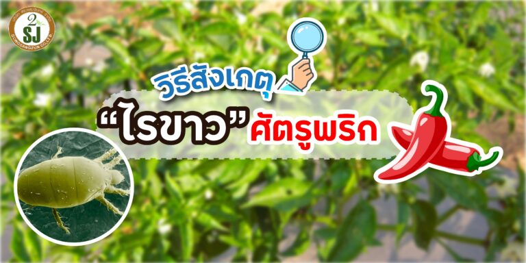 ไรขาว ศัตรูพริก วิธีสังเกตุและป้องกันกำจัดได้ไม่ยาก
