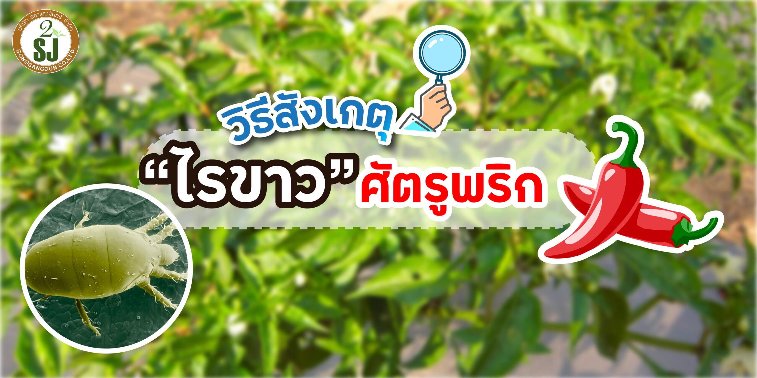 ไรขาวศัตรูพริก วิธีสังเกตุและป้องกันกำจัดได้ไม่ยาก