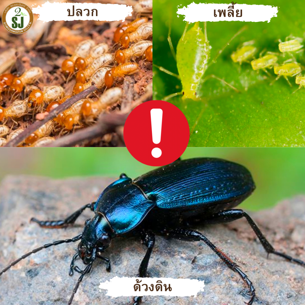 แมลงในดิน