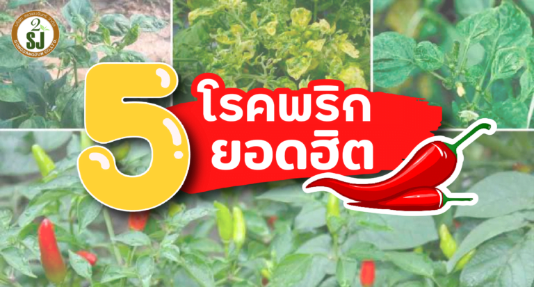 โรคพริก ยอดฮิต