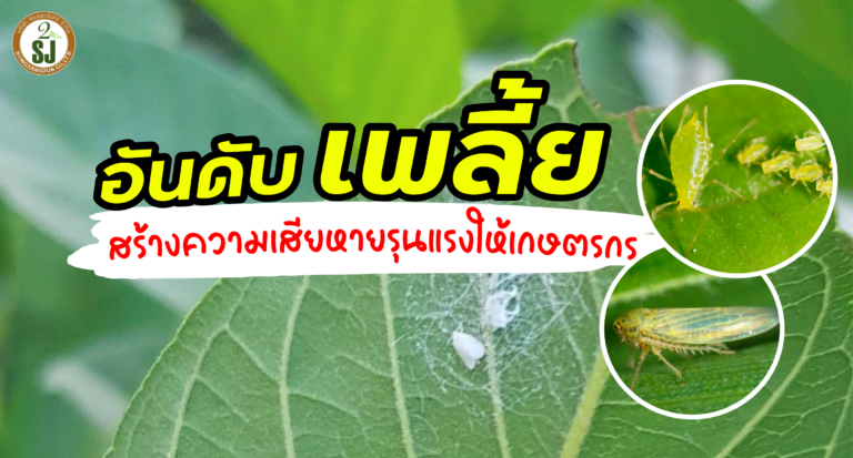 อันดับเพลี้ยสร้างความเสียหายรุนแรงให้เกษตรกร