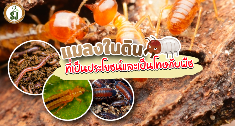อยากปลูกพืชต้องรู้ แมลงในดิน ชนิดใด ที่เป็นประโยชน์และเป็นโทษกับพืช