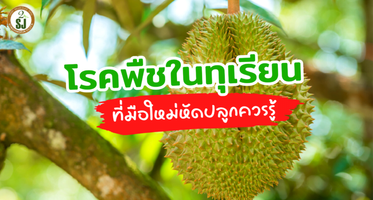 โรคพืชในทุเรียน ที่มือใหม่หัดปลูกควรรู้