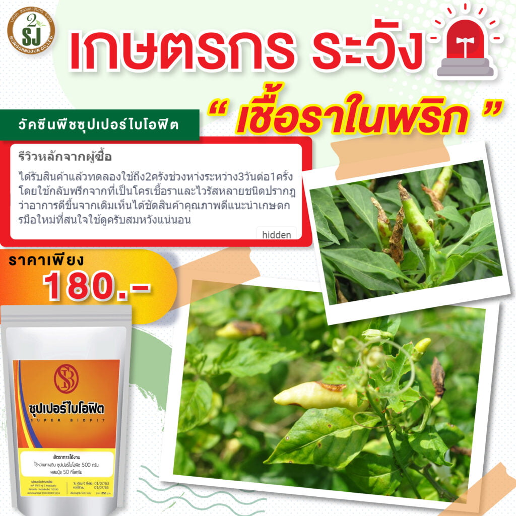 พริกร่วงก่อนสุก