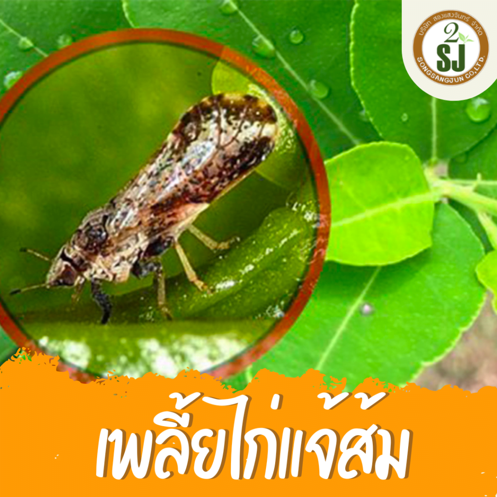 เพลี้ยไก่แจ้ส้ม