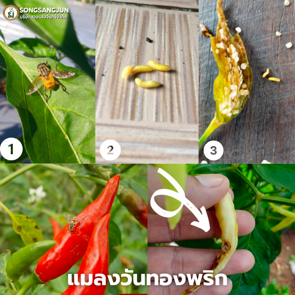 พริกร่วงก่อนสุก