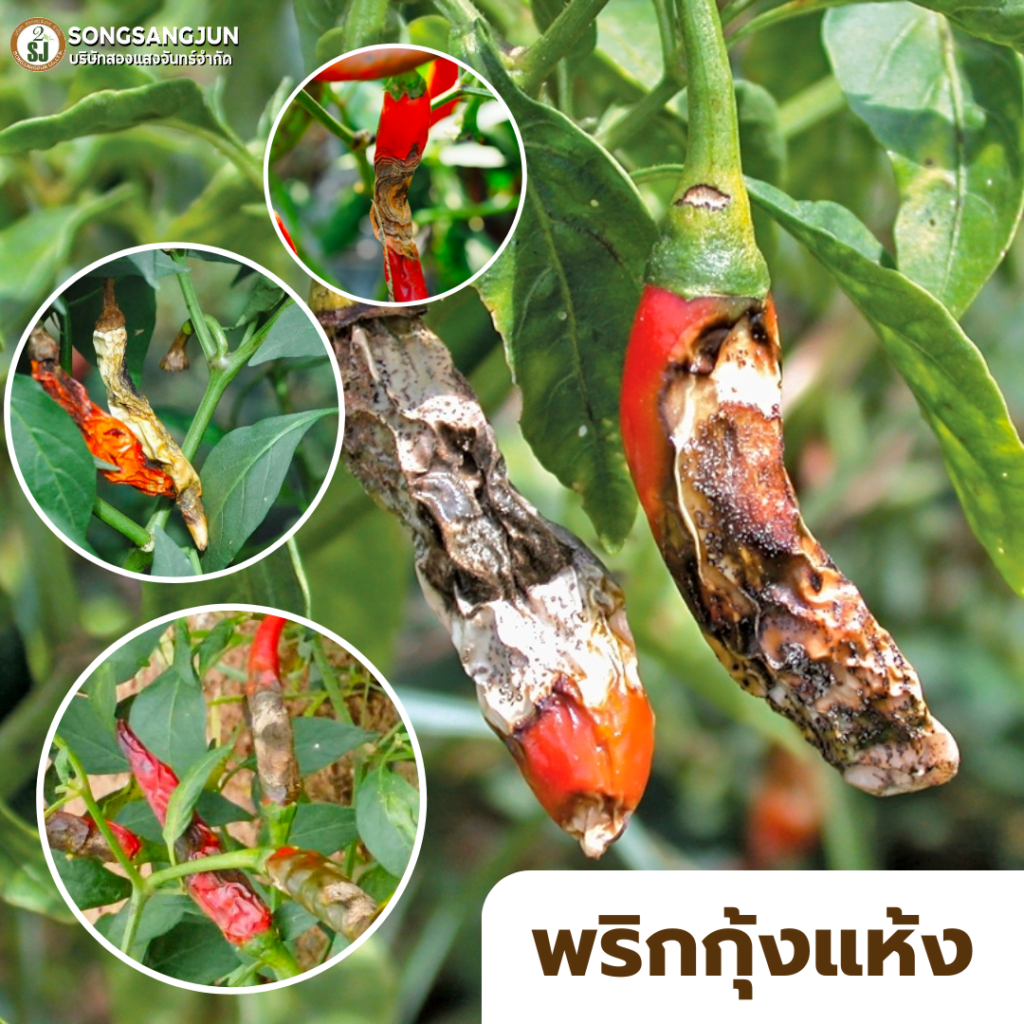 พริกร่วงก่อนสุก