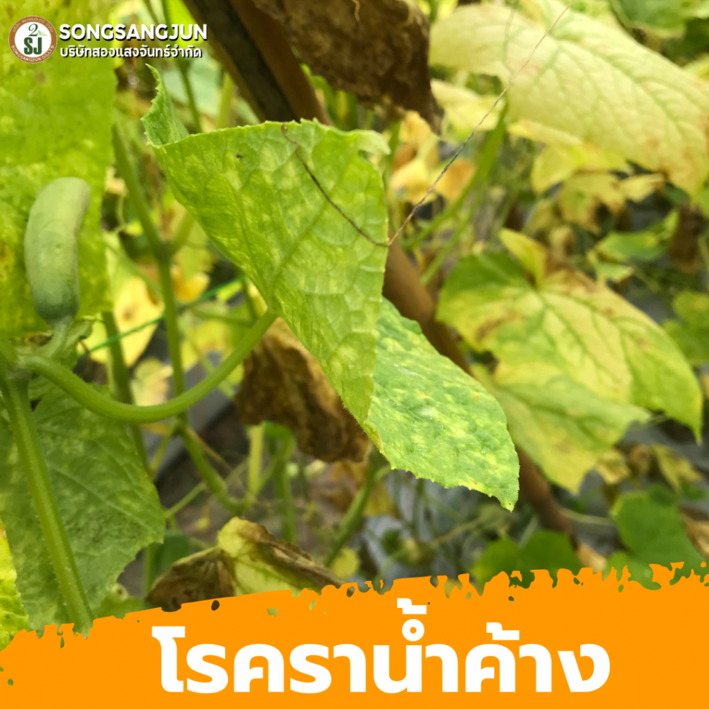 โรคราน้ำค้าง