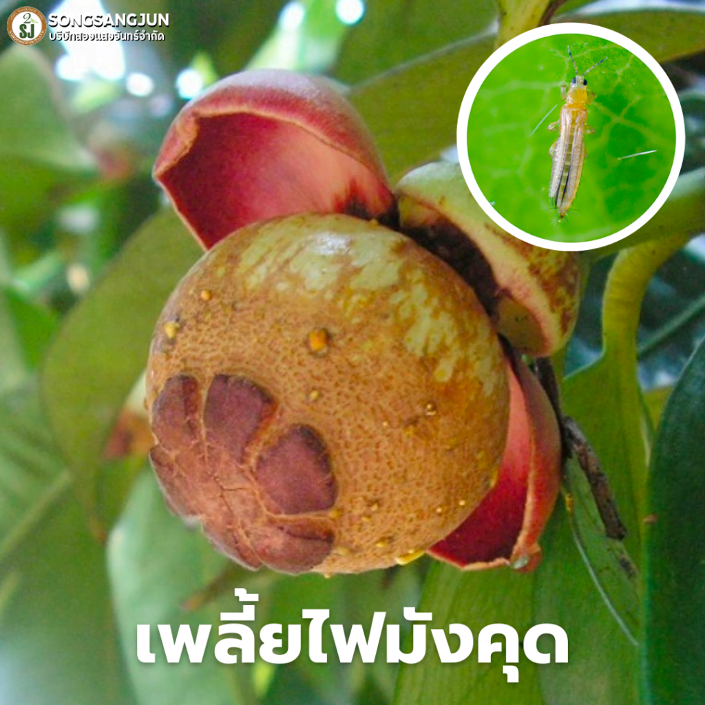 มังคุด