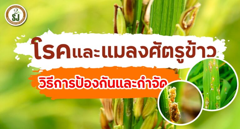 โรคและแมลงศัตรูข้าว วิธีการป้องกันและกำจัด