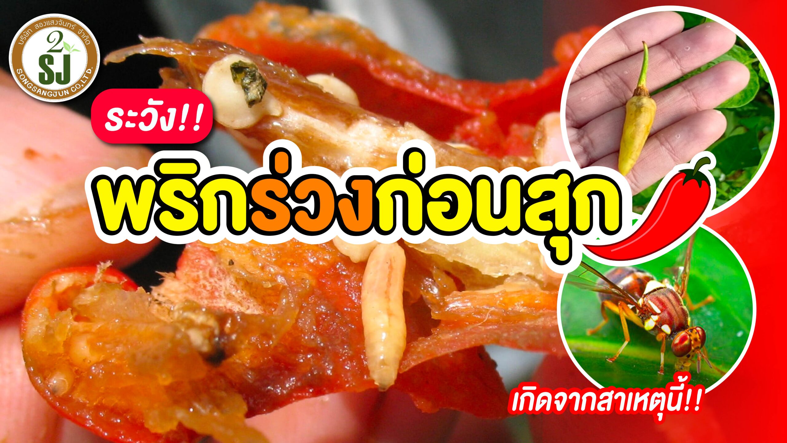 พริกร่วงก่อนสุก