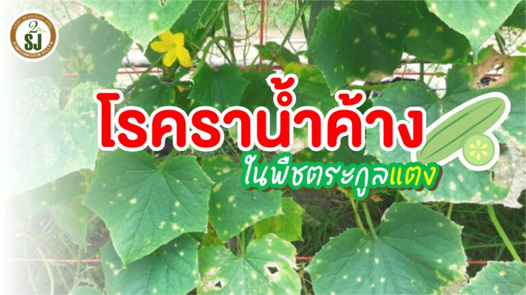 โรคราน้ำค้าง ในพืชตระกูลแตง