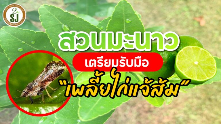 สวนมะนาวเตรียมรับมือ เพลี้ยไก่แจ้ส้ม