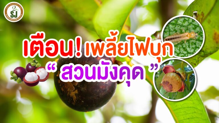 เตือน! เพลี้ยไฟบุกสวน มังคุด