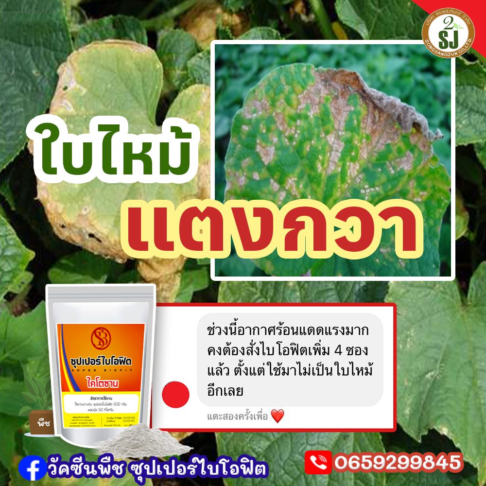วัคซีนพืชซุปเปอร์ไบโอฟิต