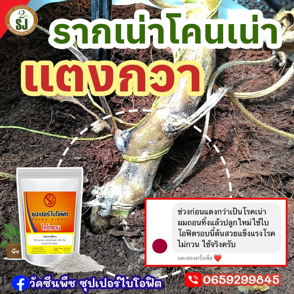 วัคซีนซุปเปอร์ไบโอฟิต