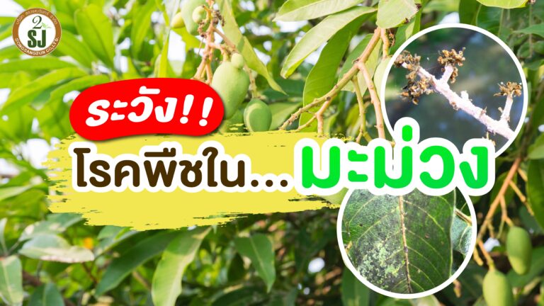 ระวัง!! โรคพืชใน… มะม่วง