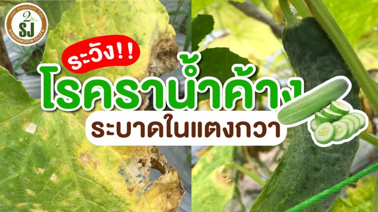 ระวัง! โรคราน้ำค้าง ในแตงกวา