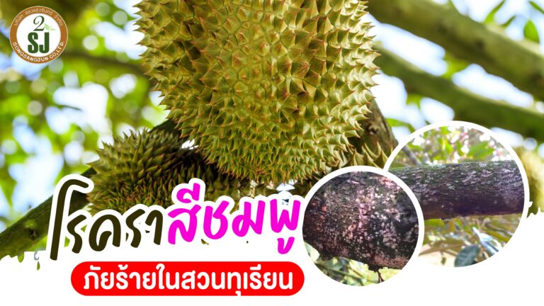 โรคราสีชมพู ภัยร้ายสวนทุเรียน