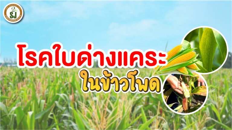 โรคใบด่างแคระ ในข้าวโพด